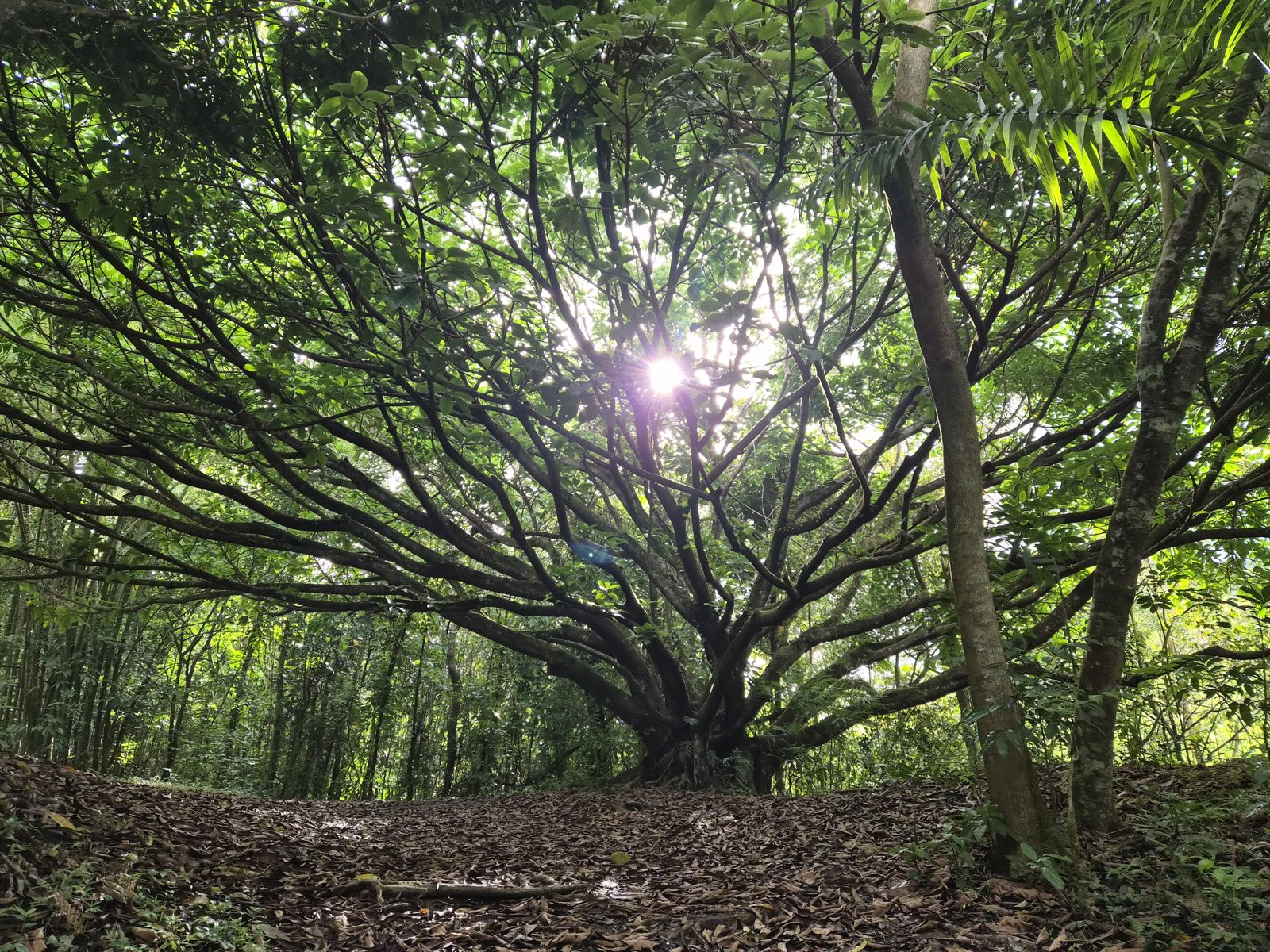 Morning light through the branches of a wide tree in a forest clearing